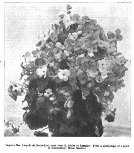B. ‘Mrs. Leopold de Rothschild’